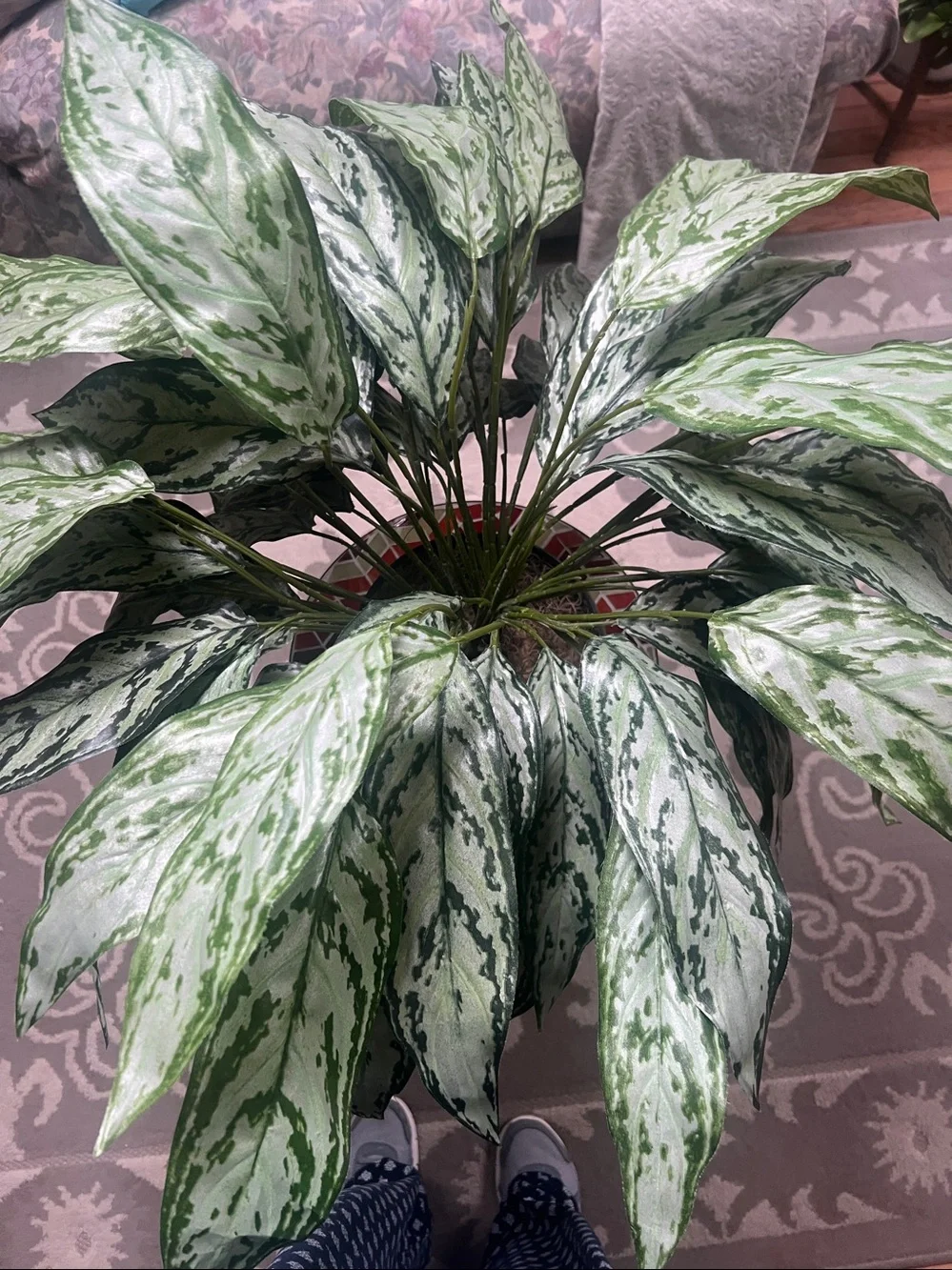 Chinese Evergreen (Aglaonema Decorative Faux Green Variegated Houseplant in Vase